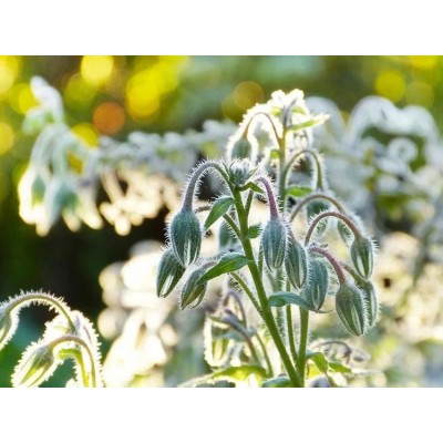 Огуречная трава бораго Белоснежка (Семена Аэлита)