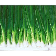 Лук на зелень Милано (Семена Аэлита)