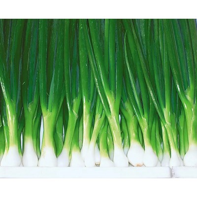 Лук на зелень Милано (Семена Аэлита)