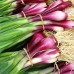 Лук на зелень Красный пучок (Семена Аэлита) Лук на зелень Красный пучок (Семена Аэлита)