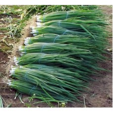 Лук батун на зелень Ранний майский (Семена Аэлита)