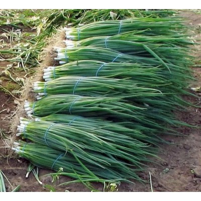 Лук батун на зелень Ранний майский (Семена Аэлита)