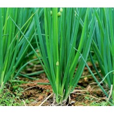 Лук-батун Апрельский (Семена Аэлита)