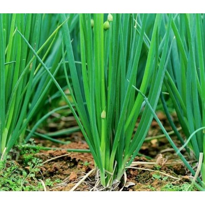 Лук-батун Апрельский (Семена Аэлита)