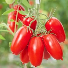 Томат Букет Сибири F1 (Семена Аэлита)