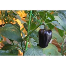 Перец сладкий Черный бриллиант (Семена Аэлита)