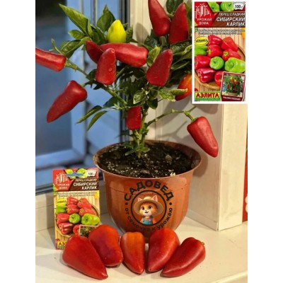 Перец сладкий Сибирский карлик (Семена Аэлита)