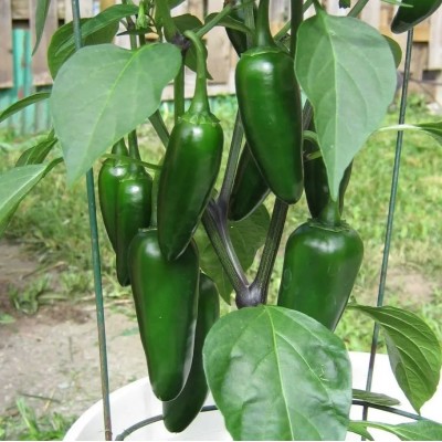 Перец острый Халапеньо (Семена Аэлита)