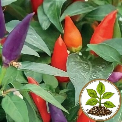 Перец острый Северное сияние (Семена Аэлита)