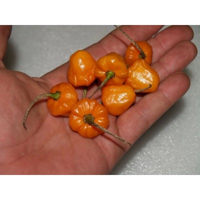 Перец острый Пламенный привет (Семена Аэлита)