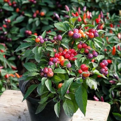 Перец острый кустарниковый Рябиновые бусы (Семена Аэлита)