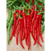 Перец острый кайенский Лонг Слим, 20 семян (серия Народный любимец - Аэлита)