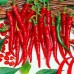 Перец острый кайенский Лонг Слим, 20 семян (серия Народный любимец - Аэлита)