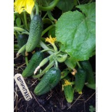 Огурец Шпингалет F1 (Семена Аэлита)