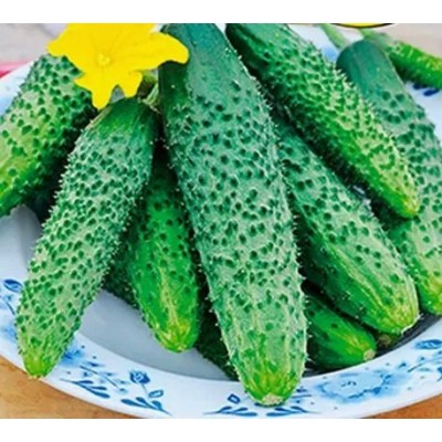 Огурец Обыкновенное чудо F1 (Семена Аэлита)