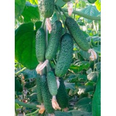 Огурец Изумрудный приз F1 (Семена Аэлита)