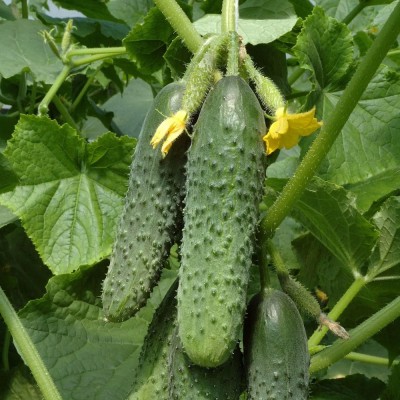 Огурец Дошколята F1 (Семена Аэлита)