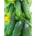 Огурец пучковый Всё путём F1, 10 семян (серия Зеленая гирлянда - Аэлита)