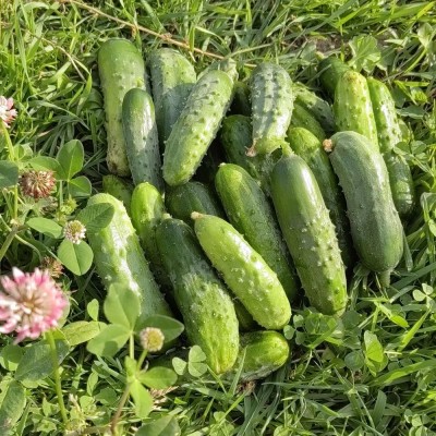 Огурец 12 месяцев F1 (Семена Аэлита)