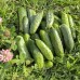Огурец 12 месяцев F1 (Семена Аэлита)