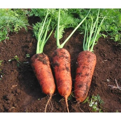 Морковь Рафинад, гранулы (Семена Аэлита)