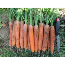 Морковь Нантская улучшенная сахарная, гранулы (Семена Аэлита)