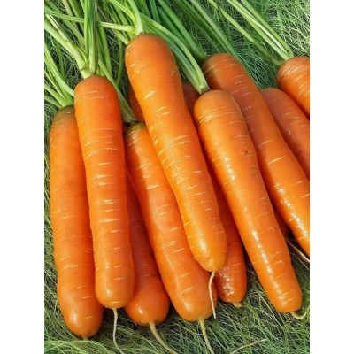 Морковь Нантская 4, на ленте (Семена Аэлита)