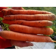 Морковь Лакомка, на ленте (Семена Аэлита)