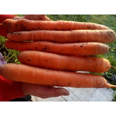 Морковь Лакомка, на ленте (Семена Аэлита)