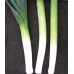 Лук порей Жираф (Семена Аэлита) Лук порей Жираф (Семена Аэлита)