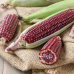 Кукуруза сахарная Красотка F1 (Семена Аэлита)