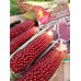 Кукуруза сахарная Клубничный попкорн, 5 семян (Аэлита)