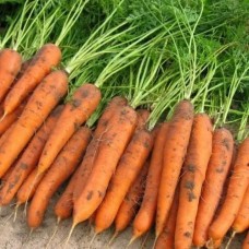 Морковь Барыня, гранулы (Семена Аэлита)