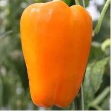 Перец сладкий Рыжиый хвост (Семена Аэлита)