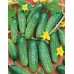 Огурец Антошка F1 (Семена Аэлита)
