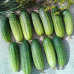 Огурец Веселые гномики F1, 10 семян (Супергибрид 21 века - Аэлита)
