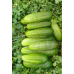 Огурец Веселые гномики F1, 10 семян (Супергибрид 21 века - Аэлита)