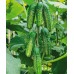Огурец Веселый паровозик F1 (Семена Аэлита)