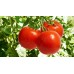 Томат Крапленый (Семена Аэлита)