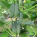 Огурец Западный ветер (Семена Аэлита)