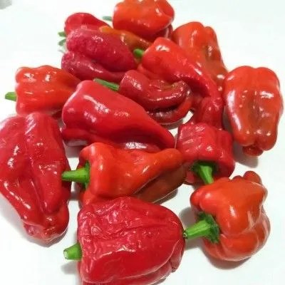 Перец острый Падрон (Семена Аэлита)