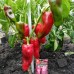 Перец сладкий Дартаньян (Семена Аэлита)