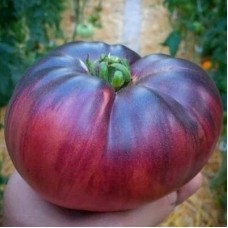 Томат Сибирский тигр розовый (Семена Аэлита)