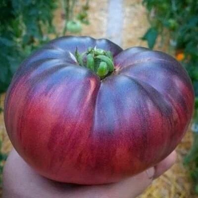 Томат Сибирский тигр розовый (Семена Аэлита)