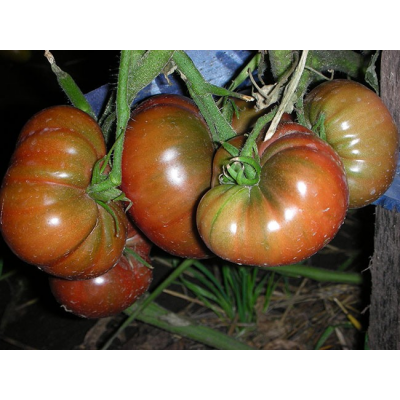 Томат Дикий Фред (Семена Аэлита)