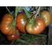 Томат Дикий Фред (Семена Аэлита)
