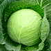 Капуста белокочанная Лежебока (Семена Аэлита)