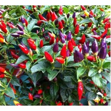 Перец острый кустарниковый Задира (Семена Аэлита)