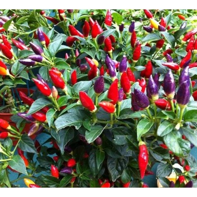 Перец острый кустарниковый Задира (Семена Аэлита)