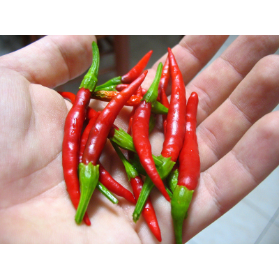 Перец острый Медвежий коготь (Семена Аэлита)